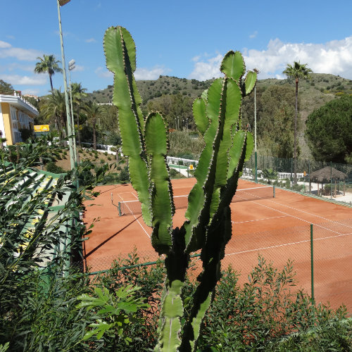 Groene tuin en tennisbaan